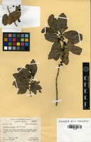 Isotype of Coprosma glabrata J.W. Moore [family RUBIACEAE]