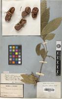 Isotype of Harpullia condorensis Pierre [family SAPINDACEAE]