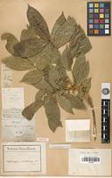 Isotype of Streptostigma viridiflora Thwaites [family SAPINDACEAE]