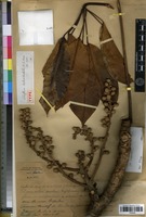Type of Schefflera tribracteolata Bui [family ARALIACEAE]