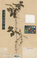 Type of Serjania stenopterygia Radlk. [family SAPINDACEAE]