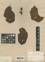 Isotype of Paullinia cupana Kunth [family SAPINDACEAE]