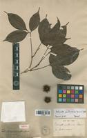 Isotype of Paullinia paullinioides Radlk. [family SAPINDACEAE]