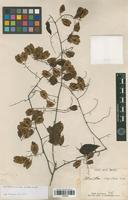 Syntype of Urvillea stipitata Radlk. [family SAPINDACEAE]