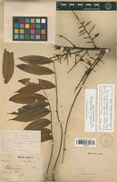 Isotype of Talisia pilosula Sagot [family SAPINDACEAE]