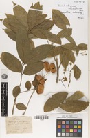 Isotype of Streptostigma viridiflora Thwaites [family SAPINDACEAE]