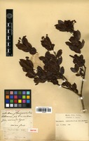 Type of Banisteriopsis hypericifolia (A.Juss.) W.R.Anderson & B.Gates [family MALPIGHIACEAE]