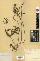Isotype of Biophytum intermedium Wight [family OXALIDACEAE]