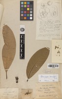 Type of Mangifera rumphii Pierre [family ANACARDIACEAE]