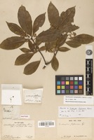 Holotype of Zanthoxylum furfuraceum Tul. [family RUTACEAE]