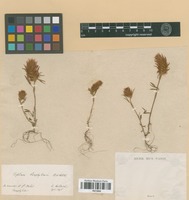 Type? of Trifolium pamphylicum Boiss. & Heldr. [family FABACEAE]