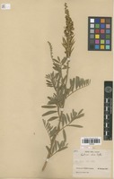 Type of Tephrosia elata Deflers [family FABACEAE]