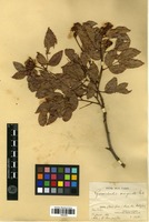 Isotype of Goniorrhachis marginata Taub. [family FABACEAE]