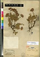 Type of Haplopappus diplopappus Remy [family ASTERACEAE]