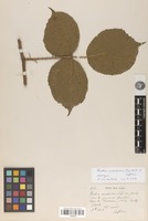 Neotype of Rubus exsolutus Lefèvre & P.J.Müll. [family ROSACEAE]