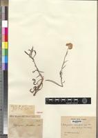 Isotype of Helichrysum stenopterum DC. [family ASTERACEAE]