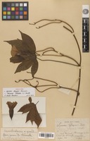 Isotype of Merremia tuberosa (L.) Rendle [family CONVOLVULACEAE]
