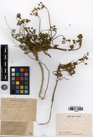 Filed as Daucus littoralis Sibth. & Sm. [family APIACEAE]