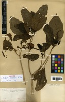 Type of Acalypha membranacea A.Rich. [family EUPHORBIACEAE]