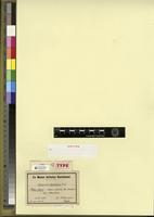 Filed as Microdus ligulifolius (Müll. Hal.) Broth. [family BRYOPSIDA]