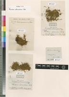 Isosyntype of Thuidium intermedium Mitt. [family THUIDIACEAE]