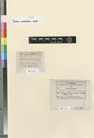 Isotype of Thuidium subrobustum Cardot [family THUIDIACEAE]