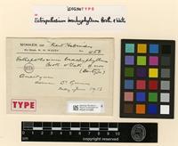 Isosyntype of Ectropothecium brachyphyllum Broth. & Watts [family HYPNACEAE]