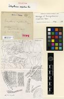 Holotype of Ectropothecium compactum Thér. [family HYPNACEAE]