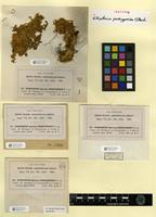 Isotype of Ectropothecium pseudocyperoides M.Fleisch. [family HYPNACEAE]