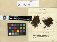 Type of Frullania schimperi Nees [family JUBULACEAE]