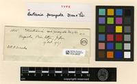 Type of Bartramia perangusta Dixon & Thér. [family BARTRAMIACEAE]