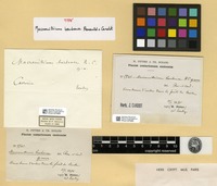 Type of Macromitrium barbense Renauld & Cardot [family ORTHOTRICHACEAE]