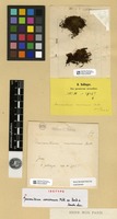 Isotype of Macromitrium concinnum Mitt. ex Boch & Sande Lac. [family ORTHOTRICHACEAE]