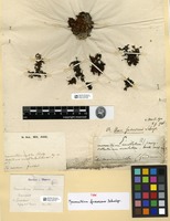 Type of Macromitrium fuscescens Schwägr. [family ORTHOTRICHACEAE]
