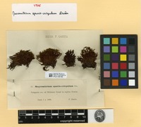 Type of Macromitrium spurio-crispulum Dusén [family ORTHOTRICHACEAE]