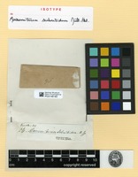 Isotype of Macromitrium subnitidum Müll.Hal. [family ORTHOTRICHACEAE]