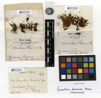 Isotype of Macromitrium tocaremae Hampe [family ORTHOTRICHACEAE]