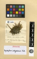 Isosyntype of Lepidopilum integerrimum Mitt. [family DALTONIACEAE]