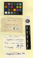 Isotype of Aongstroemia cucullata Thér. [family DICRANACEAE]