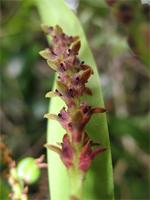 Bulbophyllum comorianum