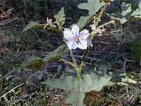 Solanum richardii