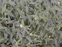 Sida acuta