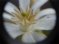 Anthocleista grandiflora