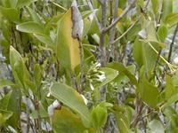 Coptosperma supra-axillare