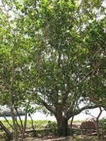 Acacia simplex
