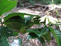 Gardenia tannaensis