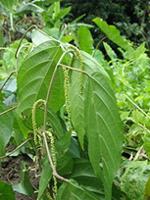 Acalypha repanda