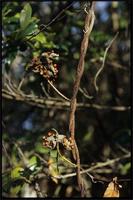Abrus precatorius