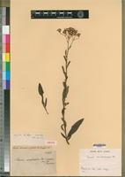 Isotype of Senecio serratuloides DC. var. glabratus DC. [family ASTERACEAE]