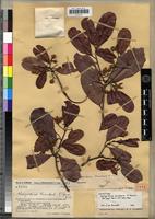 Lectotype of Nesogordonia humbertii Capuron [family STERCULIACEAE]